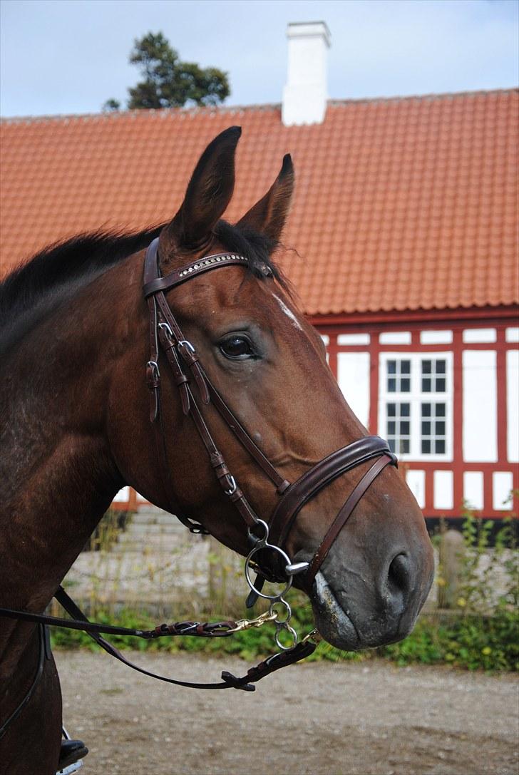 Hagenskov Godsjagt 2010 billede 86