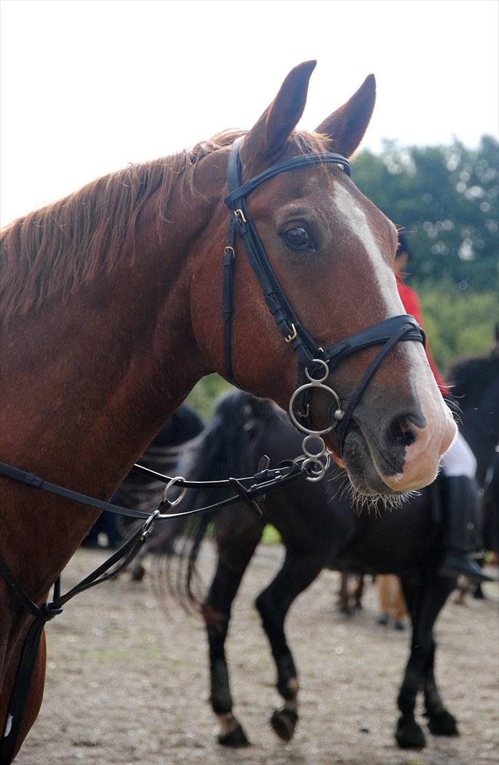 Hagenskov Godsjagt 2010 billede 92