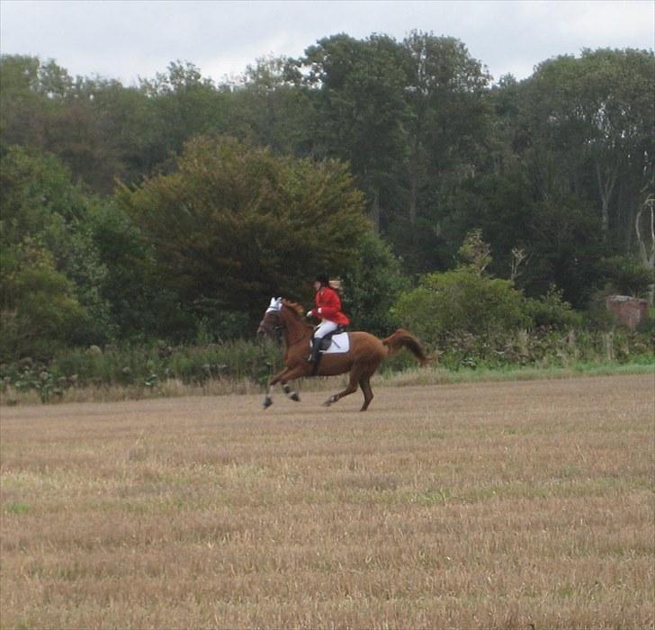 Jagt i Tommerup  + tærren billeder - Jagt ved Hagenskov gods
taget med mit kamera der synger på det sidste, derfor de slørede billeder billede 33
