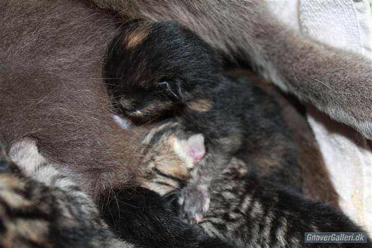 De' dejligste kattekillinger<3' billede 1