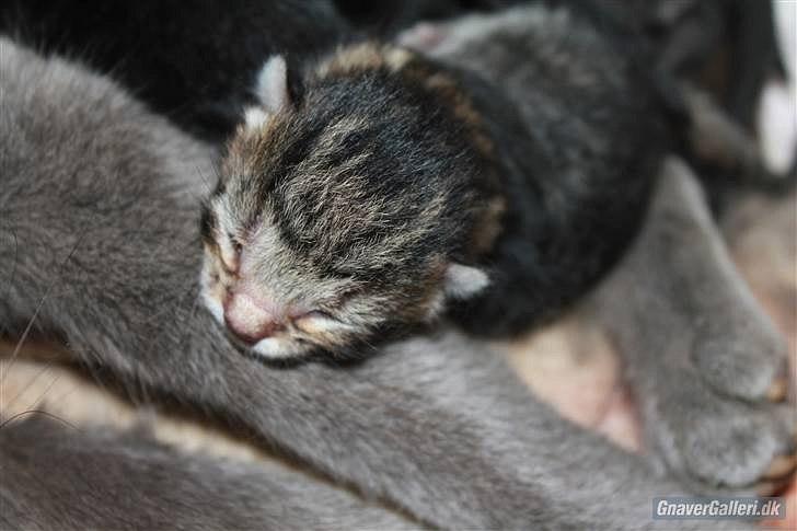 De' dejligste kattekillinger<3' billede 2