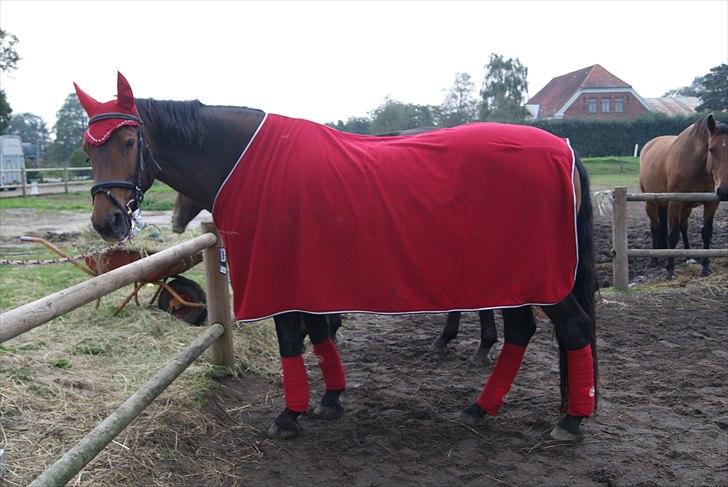 Hypper i Eskadron:-) - Castella-Maritim billede 1