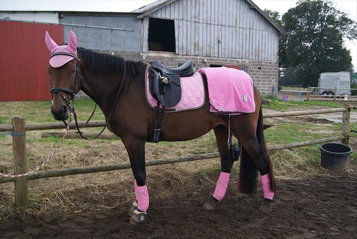 Hypper i Eskadron:-) - Kalibra-chokochip-pink billede 3