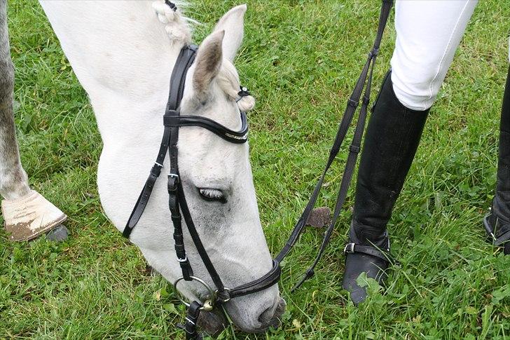 Stævne på Odsherred rideklub billede 4