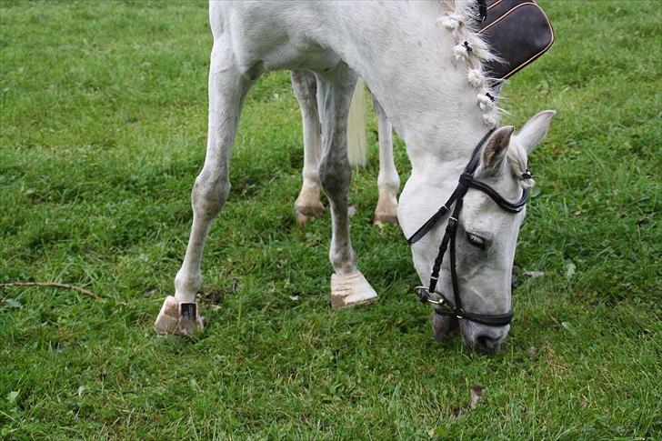Stævne på Odsherred rideklub billede 6