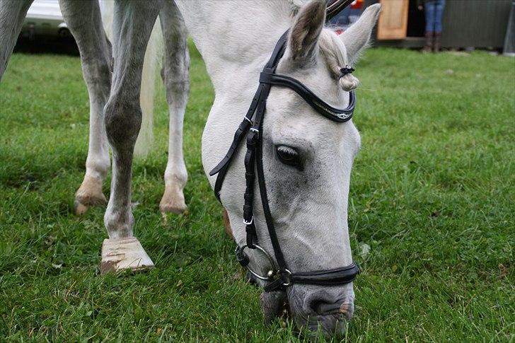 Stævne på Odsherred rideklub billede 7