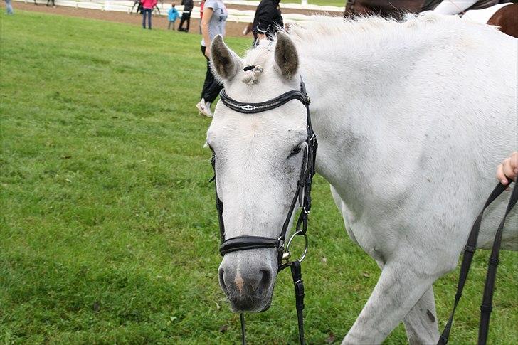 Stævne på Odsherred rideklub billede 8