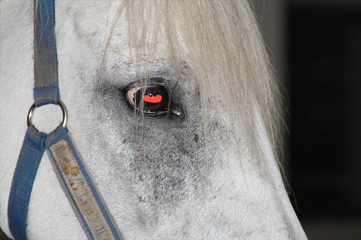 Stævne på Odsherred rideklub - Djævel! billede 49