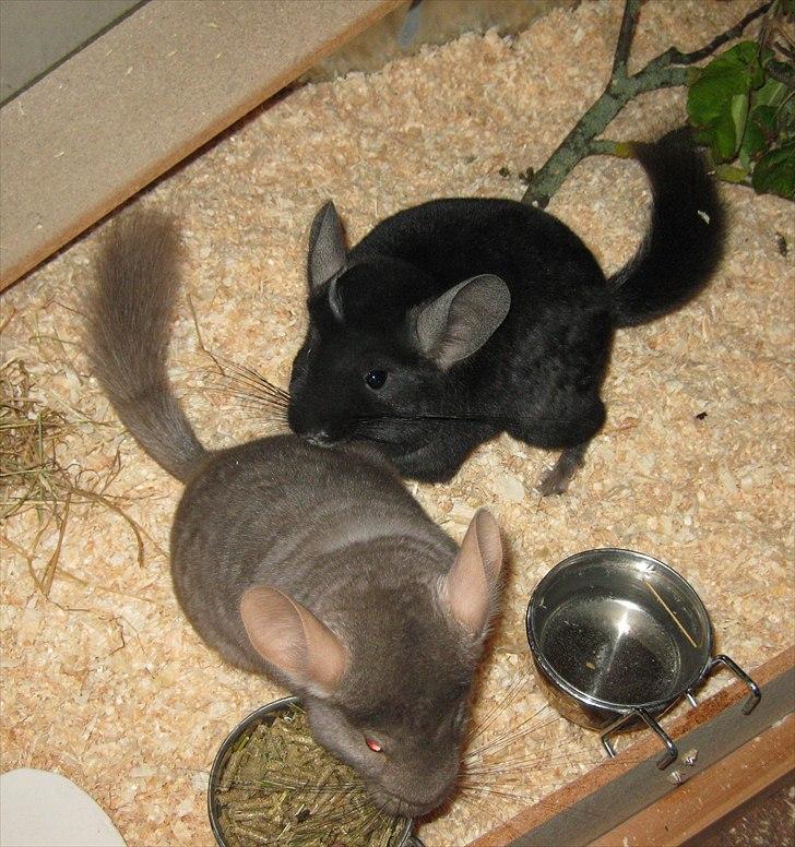 Lidt forskellige dyr billede 30