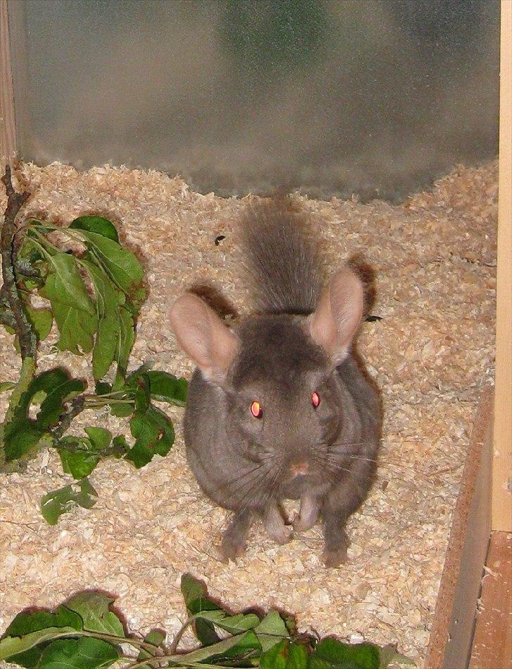 Lidt forskellige dyr billede 31