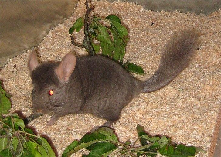 Lidt forskellige dyr billede 32