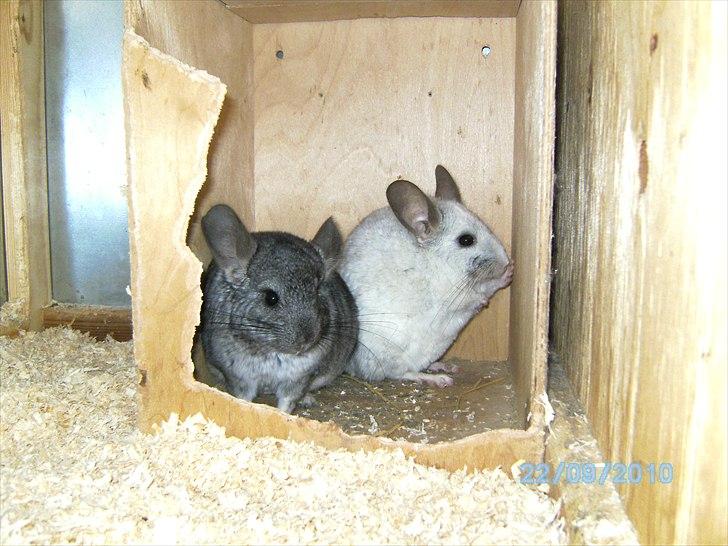 Lidt forskellige dyr billede 33