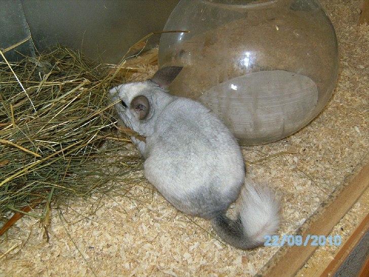 Lidt forskellige dyr billede 34