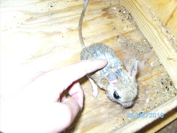 Lidt forskellige dyr billede 35