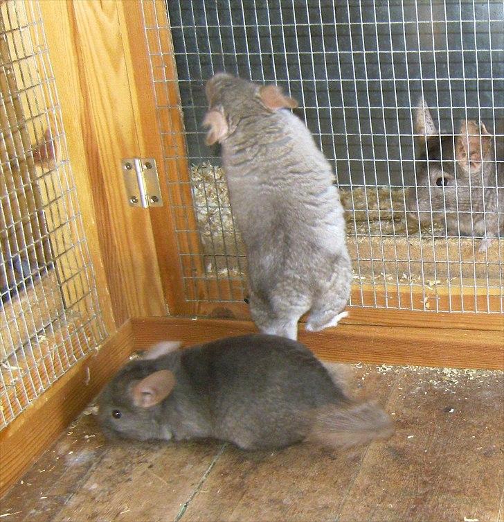 Lidt forskellige dyr billede 36