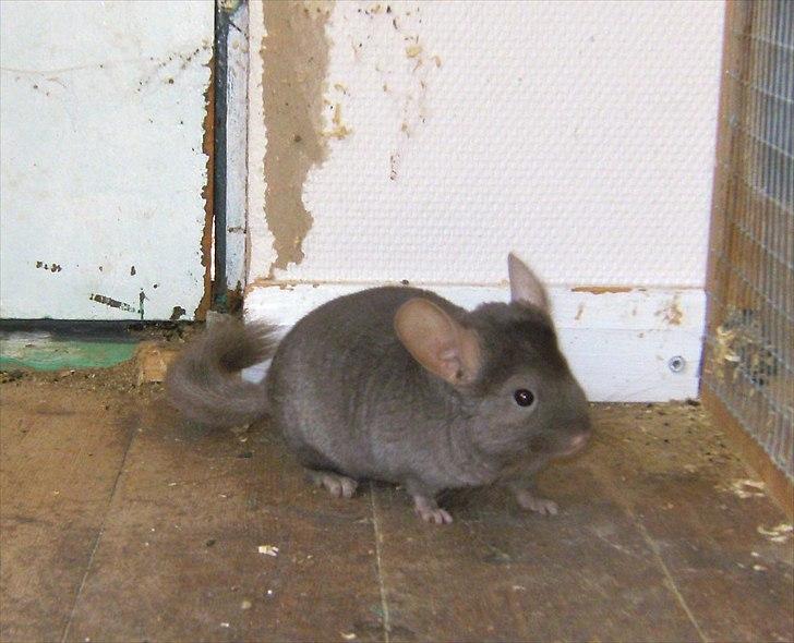 Lidt forskellige dyr billede 37