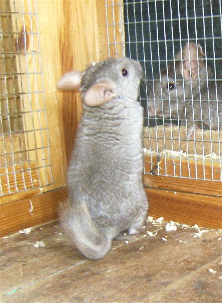 Lidt forskellige dyr billede 38