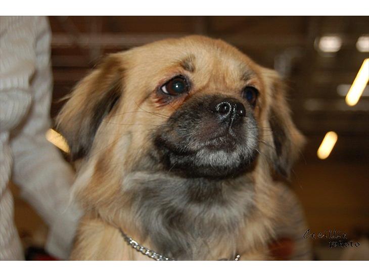 {{currentPhoto.altText}} billede {{currentPhoto.number}}