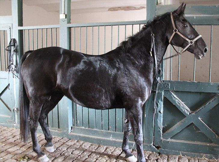 Hagenskov godsjagt 2010 - Zoya billede 57