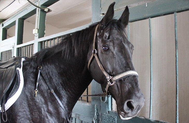 Hagenskov godsjagt 2010 - Zoya billede 56