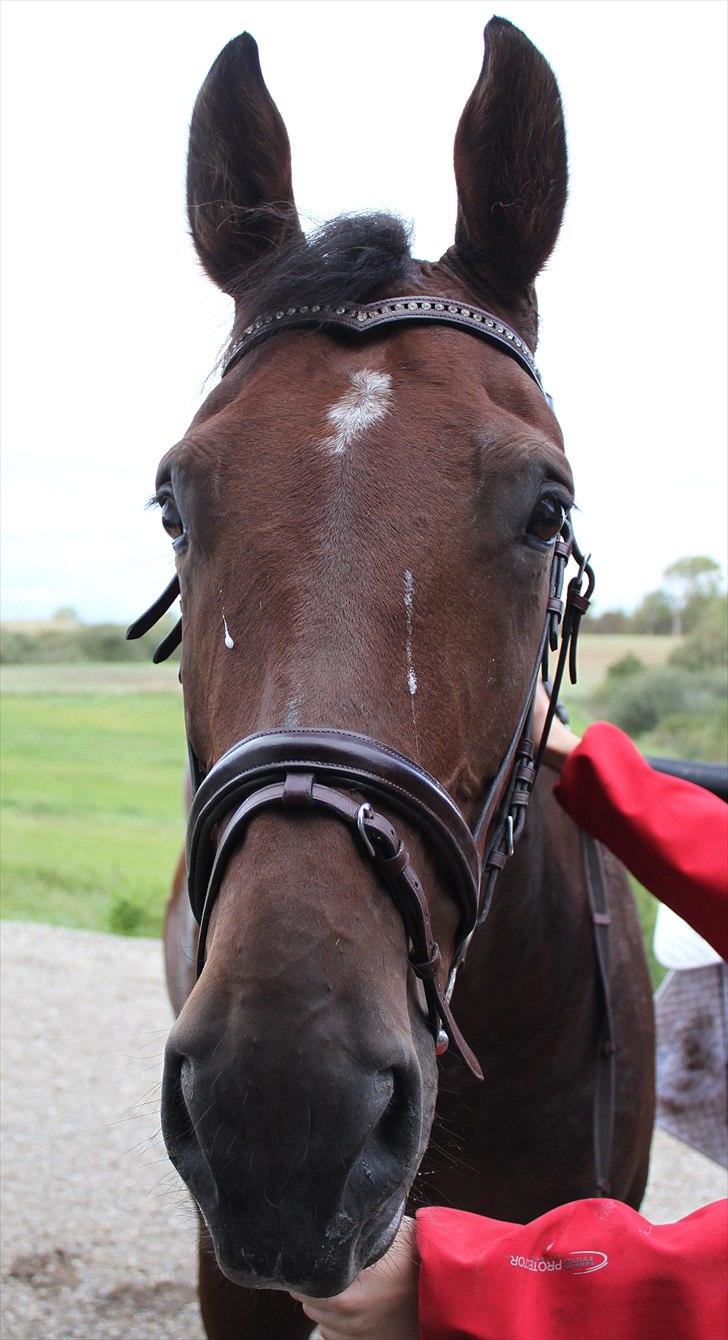 Hagenskov godsjagt 2010 - Cadeu billede 55