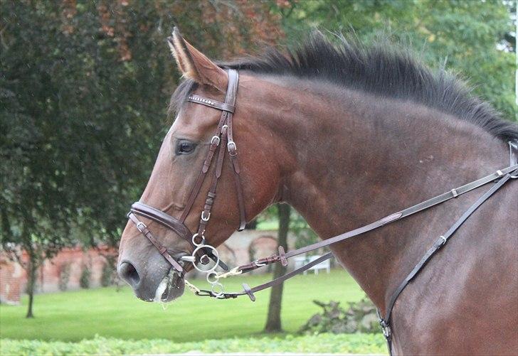 Hagenskov godsjagt 2010 - Cadeu billede 18