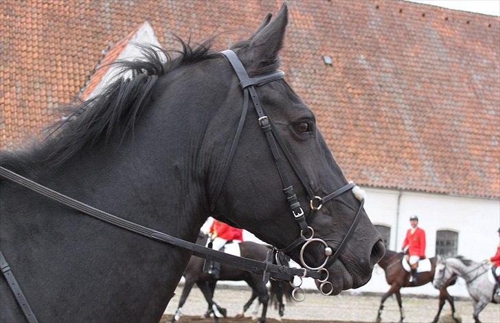 Hagenskov godsjagt 2010 - Zoya billede 14