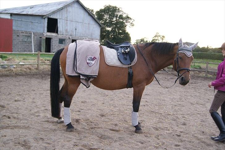 Hypper i Eskadron:-) - Lousanne i Koriander-negro-Wine billede 4