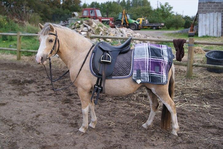 Hypper i Eskadron:-) - Nerissa i Turf-lavender-stone billede 5