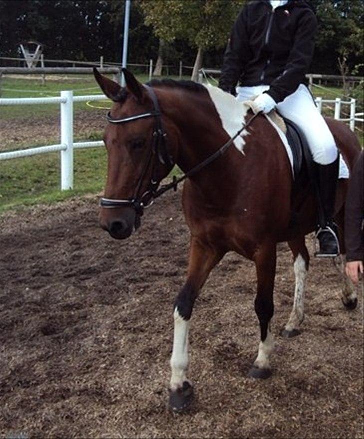 Cecilie Nicolajsen og Dopendi Vesterlund - Stævne i PIH :D billede 11