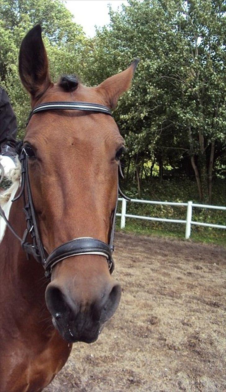 Cecilie Nicolajsen og Dopendi Vesterlund - Stævne i PIH :D billede 13