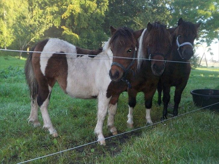 Tidligere heste,føl og ponyer - Ejstrups Alina solgt 2010 solgt til Helle Bundgård stutteri heden :) billede 18