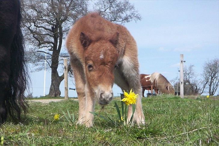 Tidligere heste,føl og ponyer - Ejstrups Safir solgt til Louise Milling stutteri Milling billede 19
