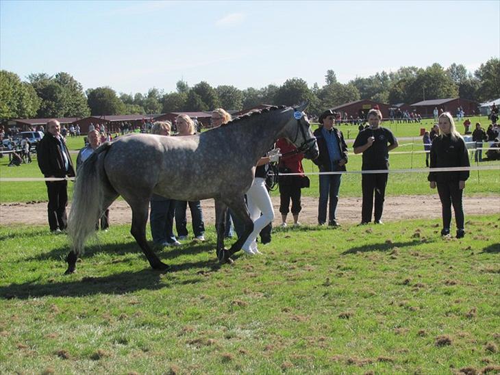 {{currentPhoto.altText}} billede {{currentPhoto.number}}