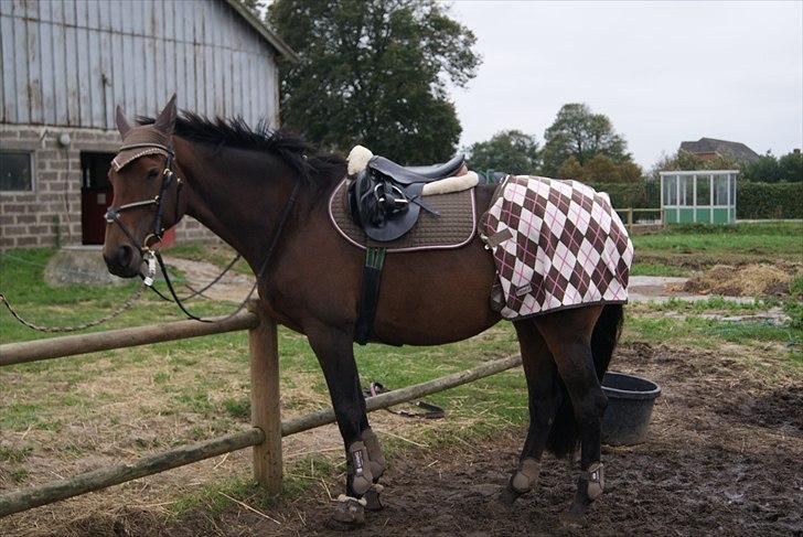 Hypper i Eskadron:-) - Kalibra i Chokochip-pink billede 6