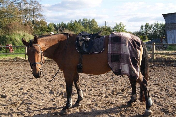 Hypper i Eskadron:-) - Lousanne i Negro-koriander-wine billede 7