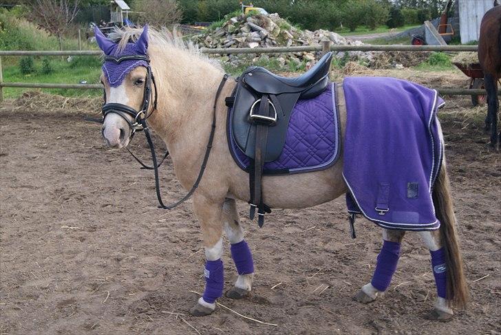 Hypper i Eskadron:-) - Nerissa i Lavender-turf-stone billede 8