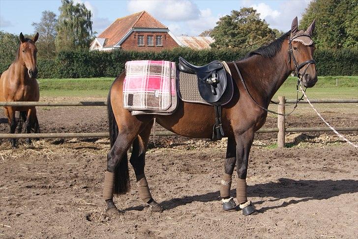 Hypper i Eskadron:-) - Kalibra i chokochip-pink billede 9