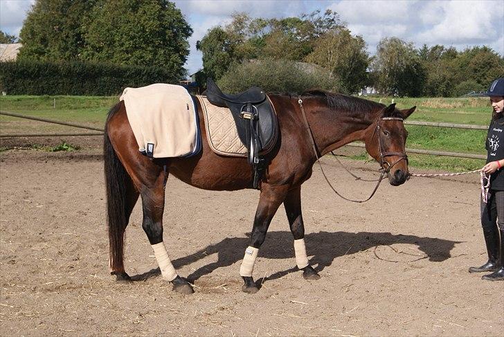 Hypper i Eskadron:-) - Amethyst i Marcipan-deepblue-nougat billede 10