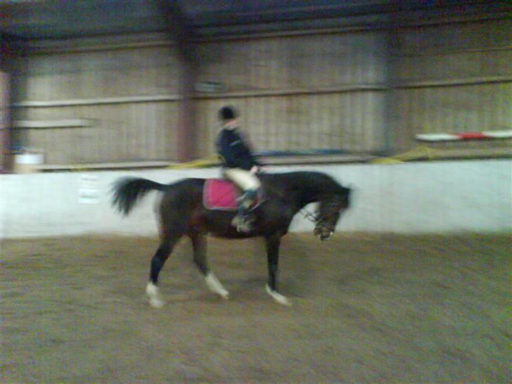 Heste jeg rider på eller har gjordt :)  - Rider lige billede 11