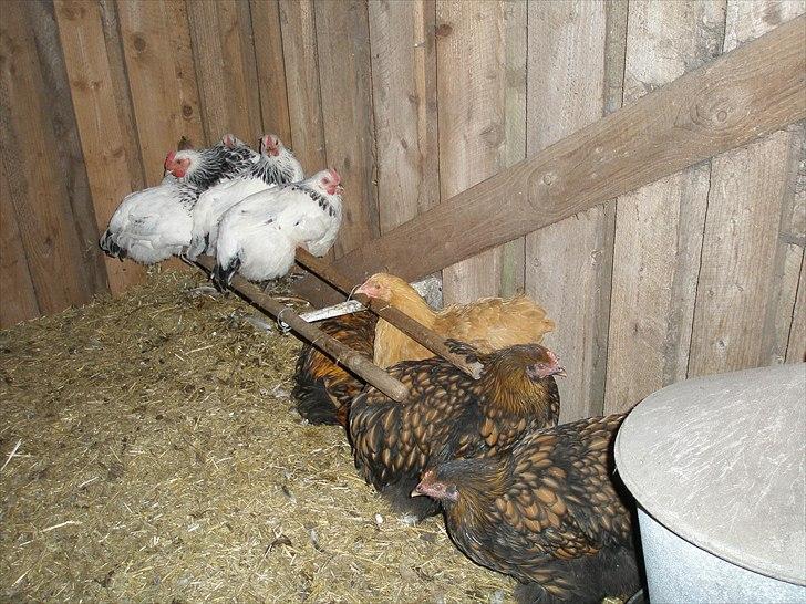 Mine høns og kyllinger - 10/10-10, sådan ser det ud når flokken er gået til ro, de små på pindene og de store under billede 9