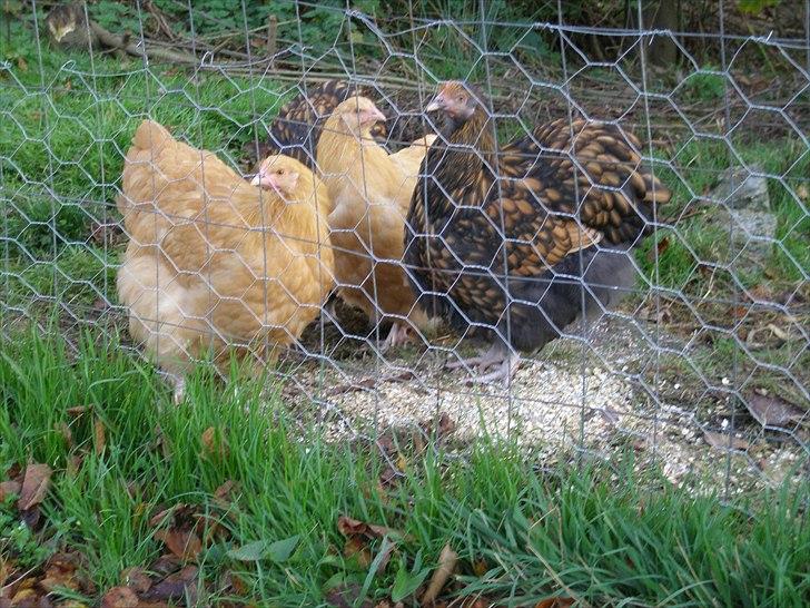 Mine høns og kyllinger - 10/10-10, næsten 5 måneder gamle og i fuld gang med at skifte fjerdragt, her de 4 høner billede 10
