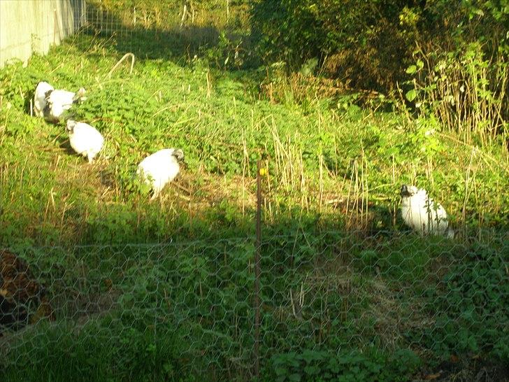 Mine høns og kyllinger - 10/10-10, de små sussex er nu ved at være rigtig store, der er desværre gået 5 til, som hundene har taget, da de smuttede udenfor hegnet i starten de gik i den store hønsegård. Der er én jeg med sikkerhed kan sige er en hane, og én jeg med sikkerhed kan sige er en høne, de sidste 3 er lidt usikre billede 12