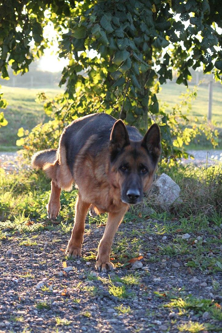 Langesø hundepension:) - 10-10-2010 billede 1