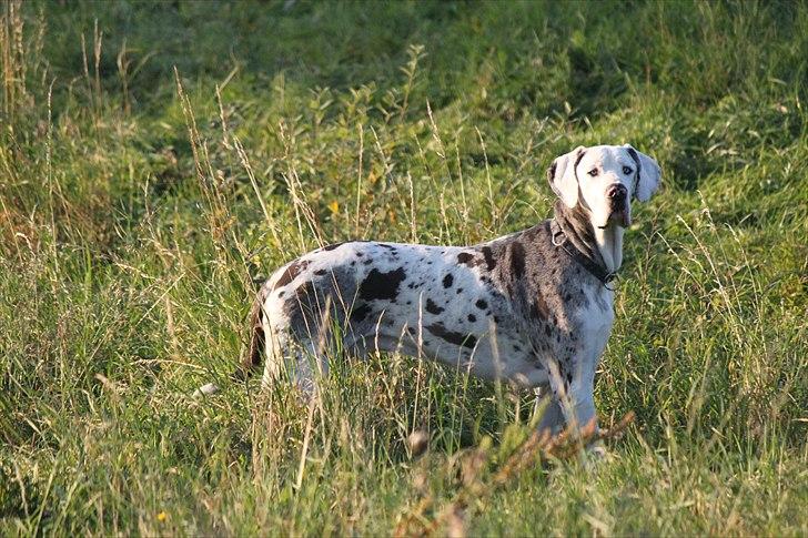 Langesø hundepension:) - 10-10-2010 billede 3
