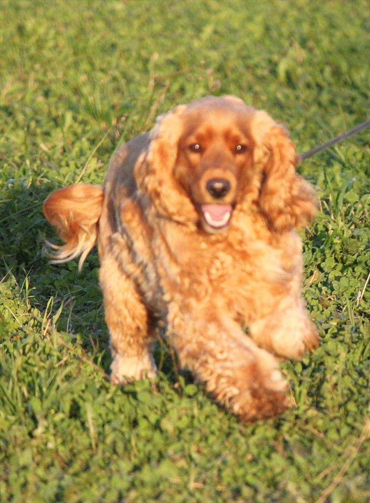 Langesø hundepension:) - 10-10-2010 billede 4