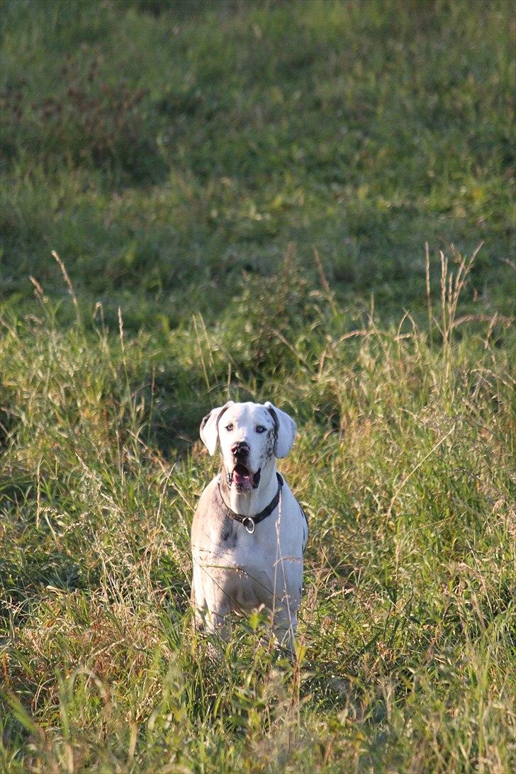 Langesø hundepension:) - 10-10-2010 billede 5