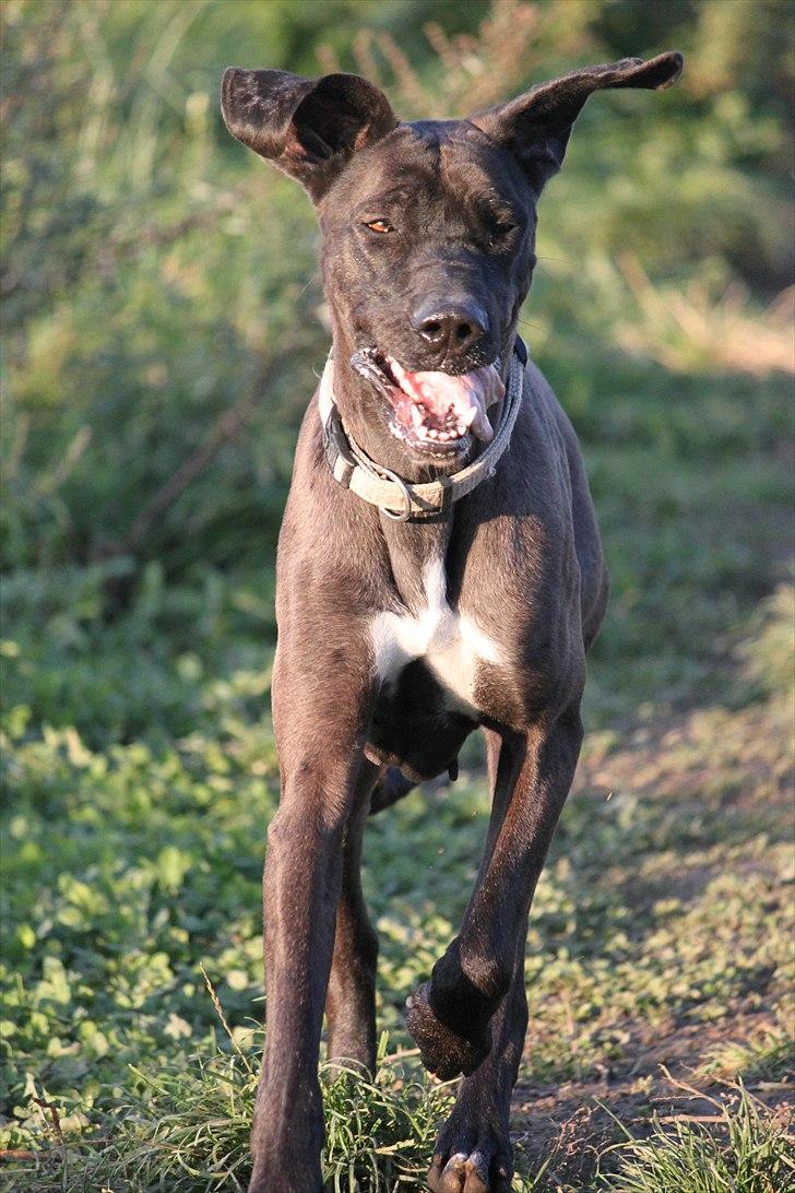 Langesø hundepension:) - 10-10-2010 billede 6