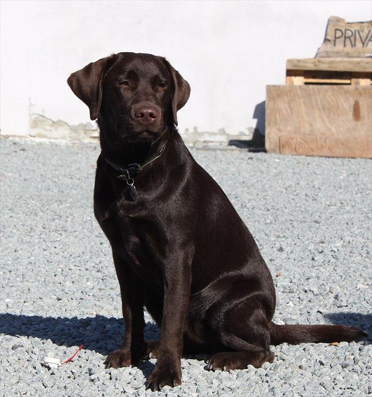 Langesø hundepension:) - En af min hunds hvalpe som kom på besøg da ejerne lige skulle have noget hundemad:) billede 7