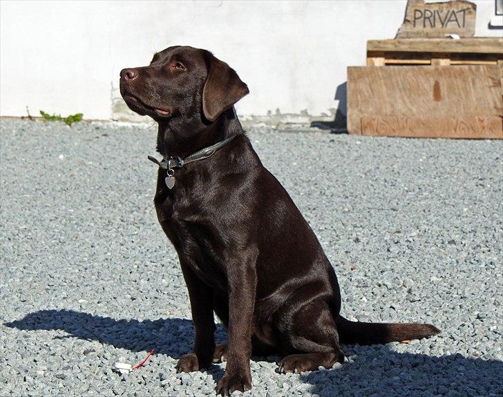 Langesø hundepension:) - En af min hunds hvalpe som kom på besøg da ejerne lige skulle have noget hundemad:) billede 8